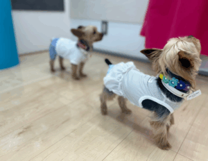 ショールームでわんスマイルコートを体験