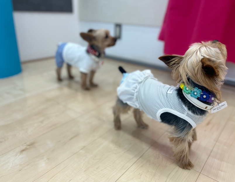 ショールームでわんスマイルコートを体験