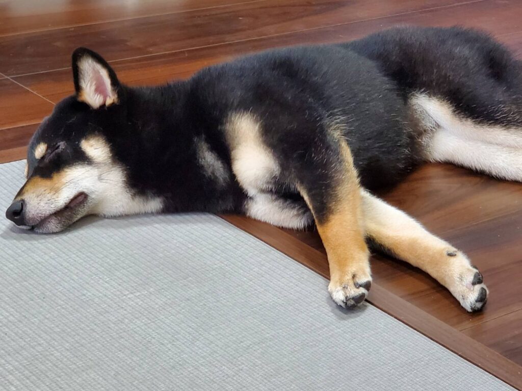 犬のフローリング滑り対策としてよく使われるペットマット
