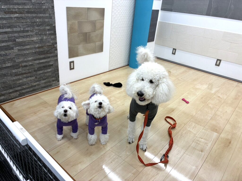 ショールームでわんスマイルコートを体験