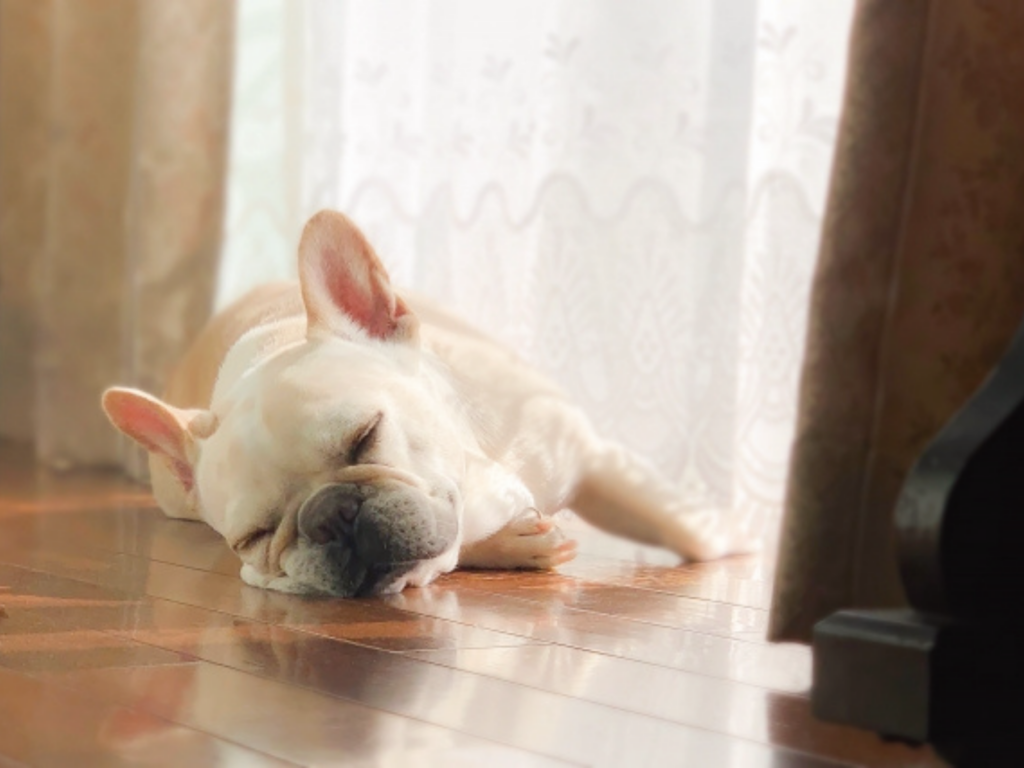 汚れやニオイが染み込みにくいわんちゃん対応フロアコーティング
