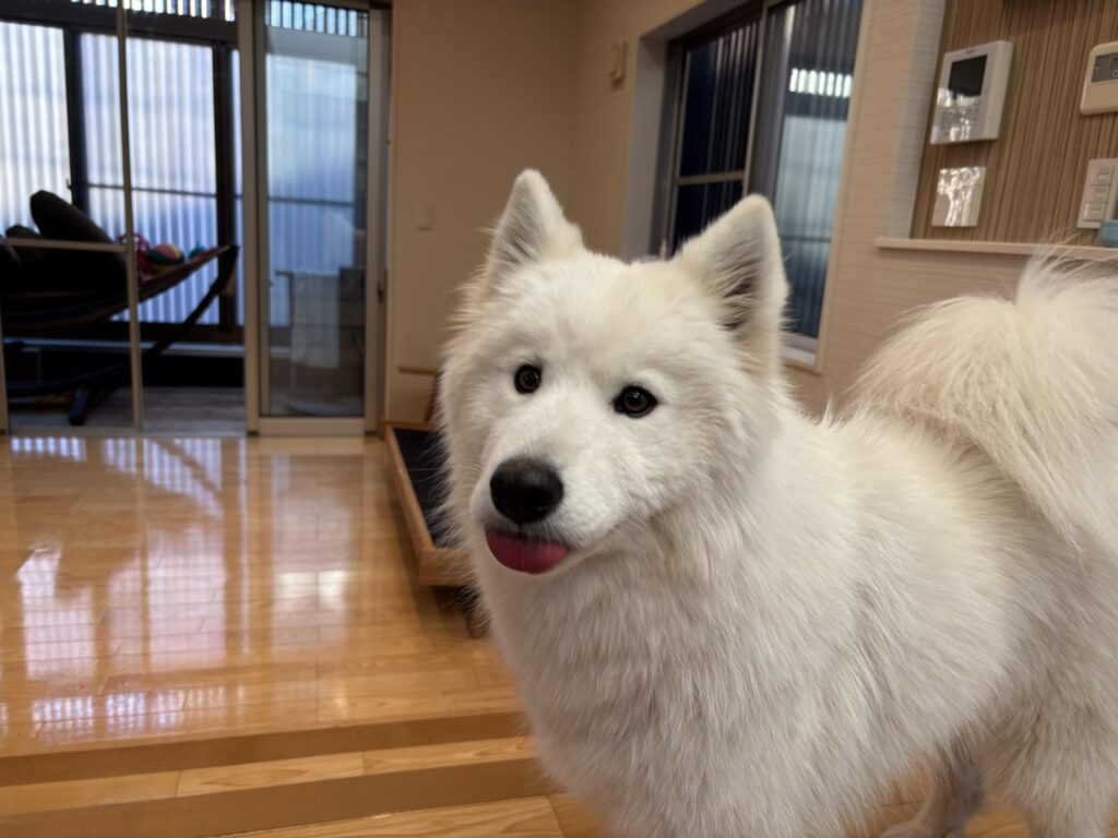 フロアコーティング施工後に犬と暮らす入居後のリビングの様子