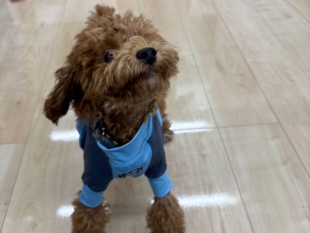 アップライフ埼玉ショールームの様子