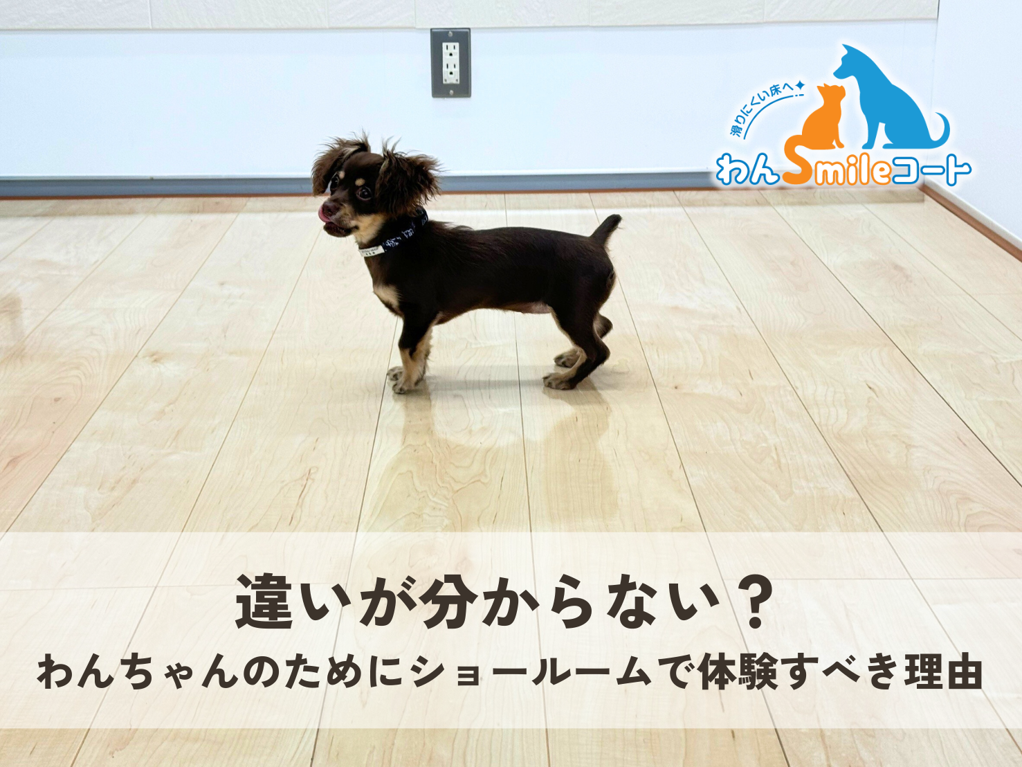 フロアコーティングの違いを犬と一緒にショールームで体験している様子