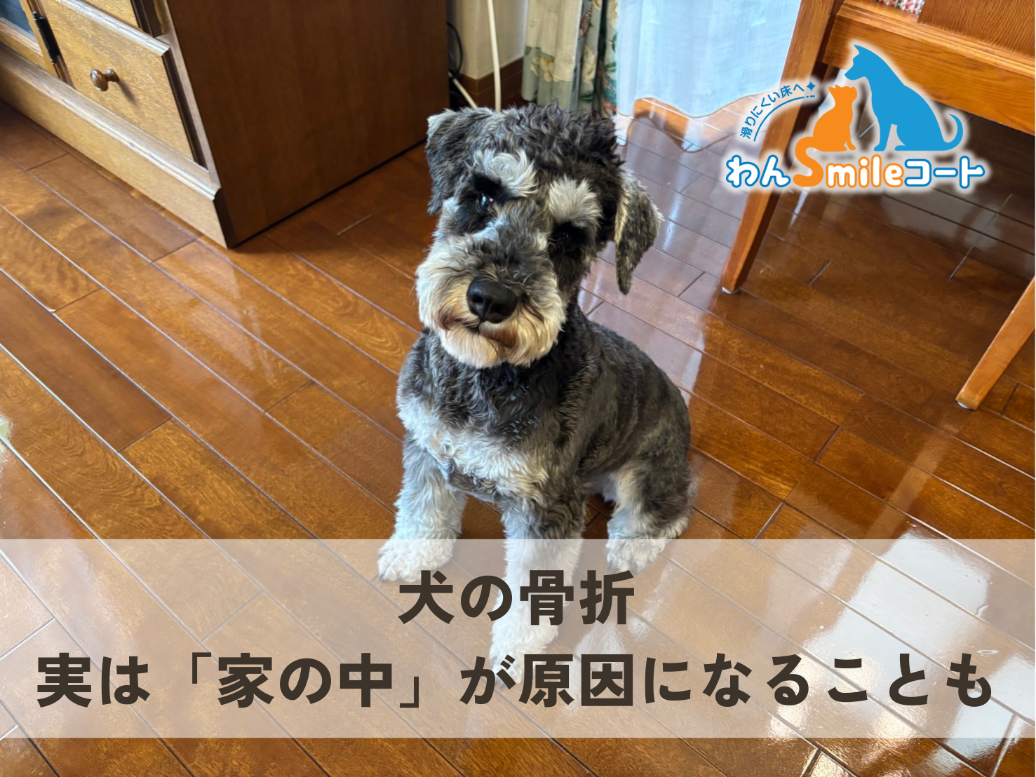 入居後の住宅で犬と暮らす家庭のフローリングと床コーティングのイメージ