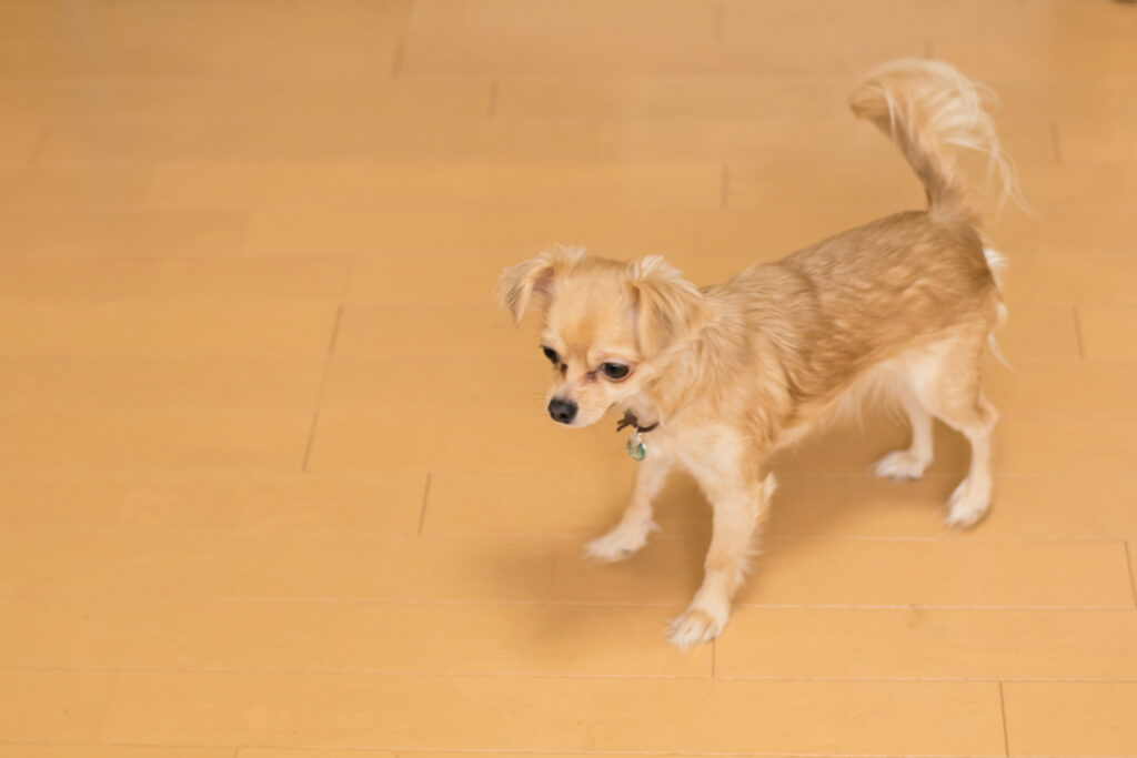 フローリングの上で踏ん張る犬の足元と室内での歩行イメージ