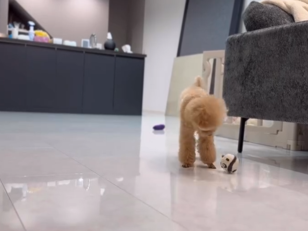 フロアタイルの床を歩く犬の足元