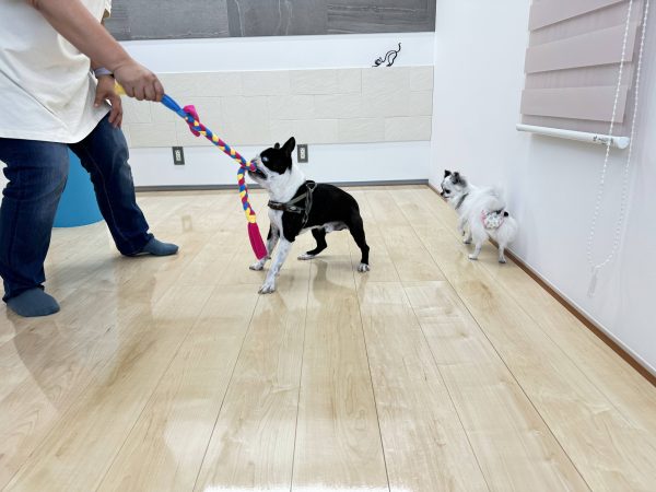 犬がフローリングの上を走る様子