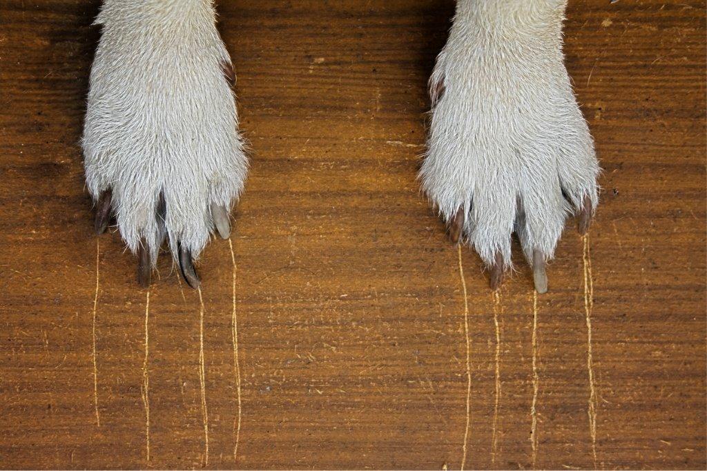 犬の爪によるフローリングの引っかき傷 床のキズの例
