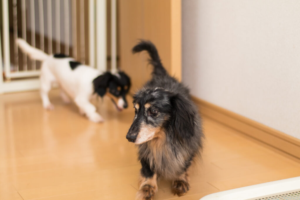 廊下を歩く犬 フローリングで滑りやすい場所のイメージ