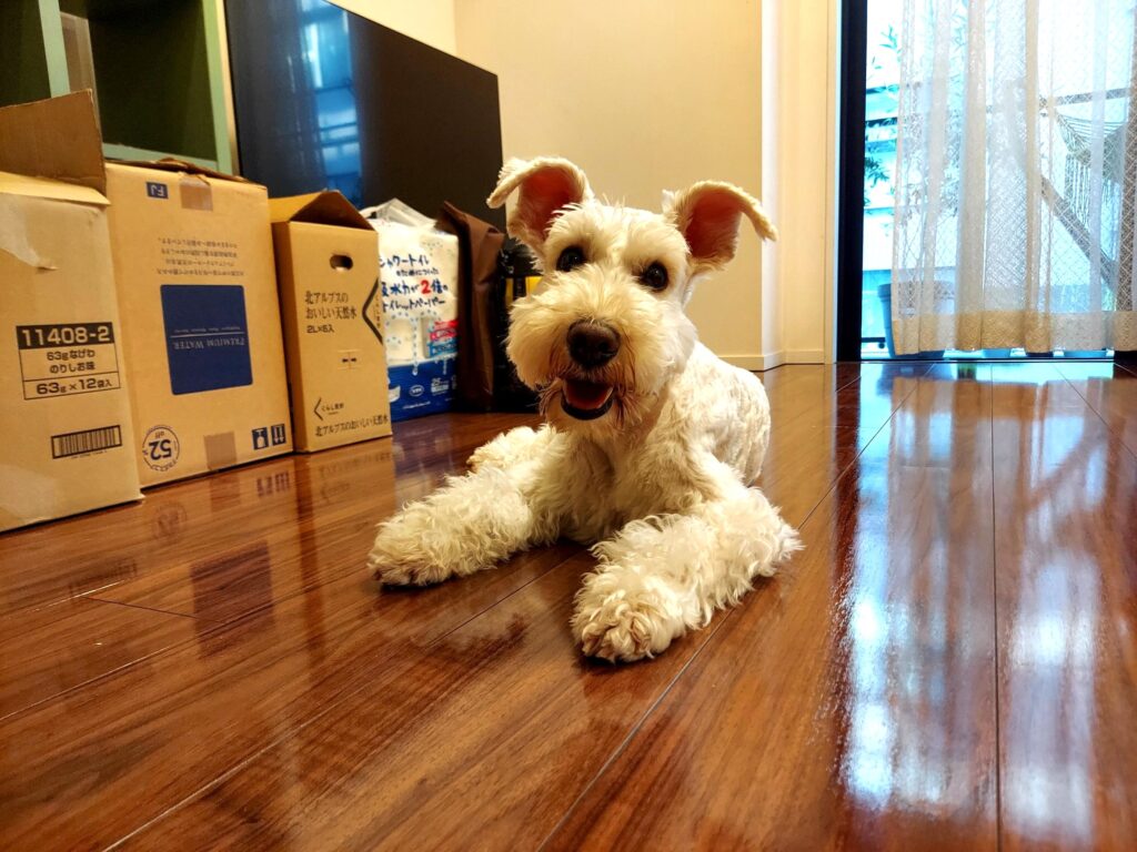 きれいな状態を維持しているわんスマイルコート