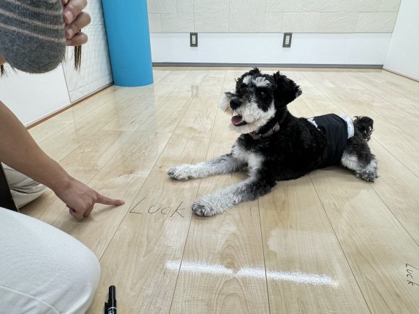 ペット同伴で見学できるフロアコーティングショールーム