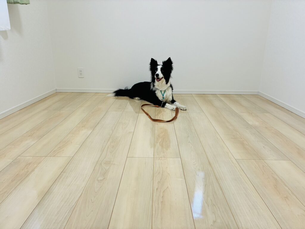 床色による犬の毛の見え方の違い