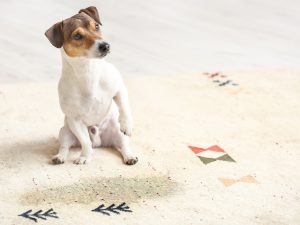 犬の粗相でお手入れが大変なマットやカーペット