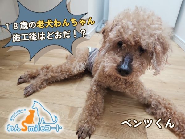 老犬のために、ペット専用フロアコーティングわんスマイルコートを施工
