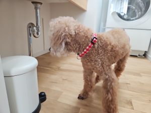 シニア犬がフローリングで滑る様子