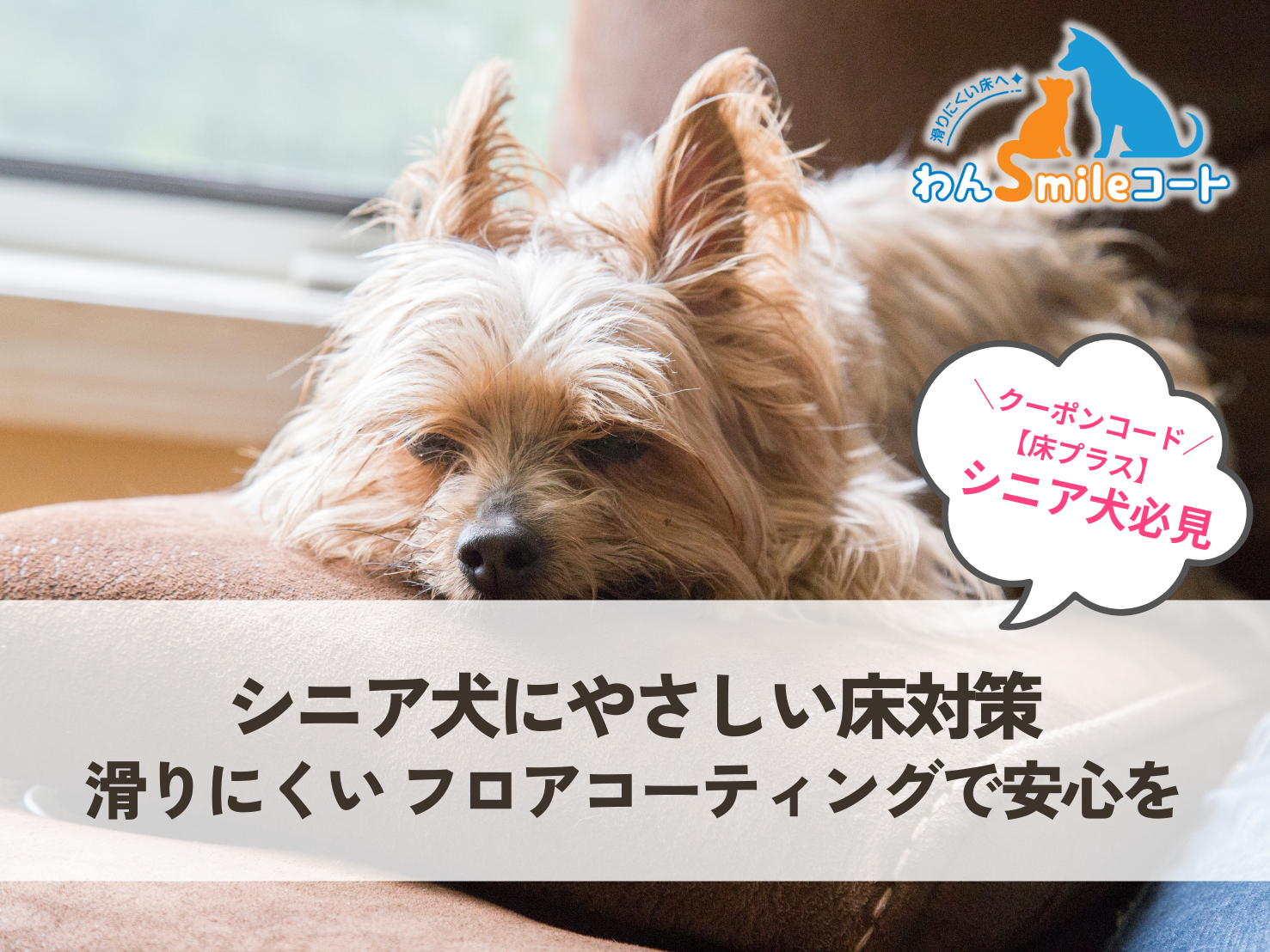 シニア犬の床対策に最適なペット 滑りにくい フロアコーティング わんスマイルコート
