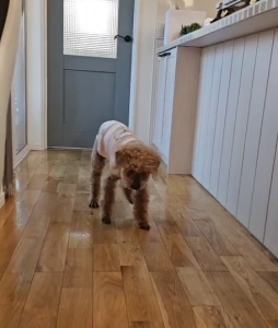 わんスマイルコート施工後に踏ん張れているシニア犬