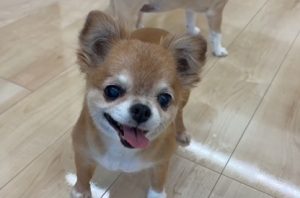 愛犬と滑りにくさを体験できるフロアコーティング♪