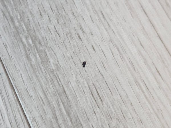 Beforeキズ補修前のフローリング