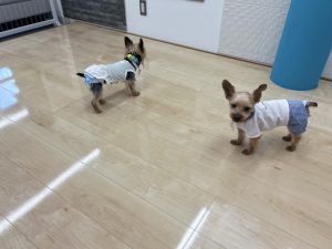 滑りにくいフロアコーティングを体験するご家族様
