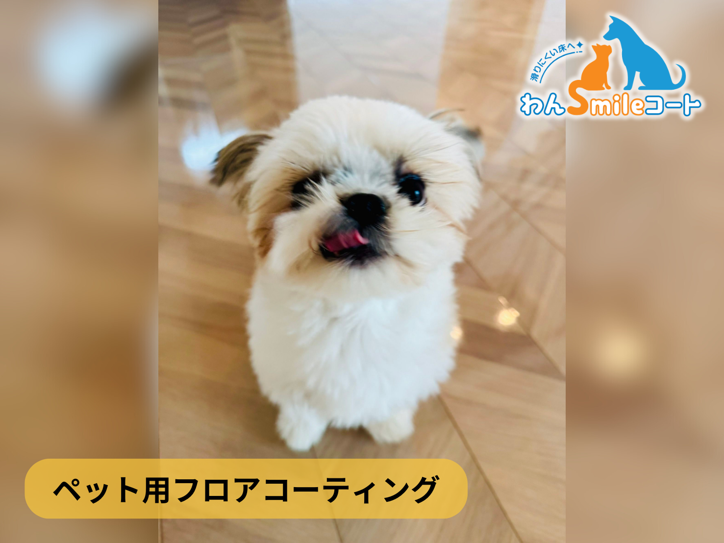 フロアコーティング　千葉県船橋市高根町　新築戸建 9月15日 ペット用フロアコーティング　わんスマイルコート
