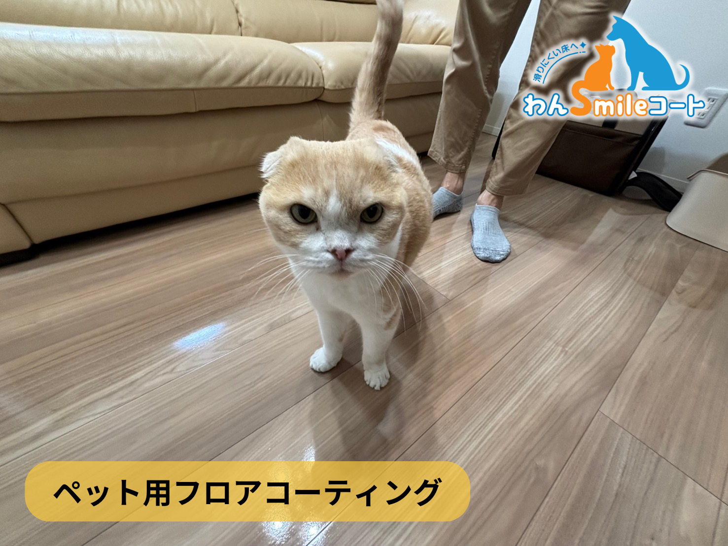 フロアコーティング　千葉県柏市豊四季　入居中戸建（一条工務店）（築1年） 9月15日 ペット用フロアコーティング　わんスマイルコート