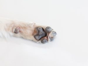 肉球が乾燥して硬いと、わんスマイルコートの「滑りにくさ」が最大限に発揮されにくい
