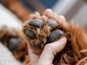 、わんちゃんの肉球がしっかり床に接することが重要