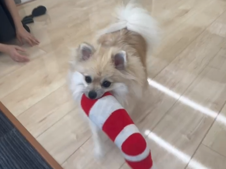 滑りにくい床で安心して歩く1歳の愛犬こむぎちゃん