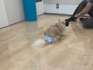 ショールームでわんスマイルコートを体験するこむぎちゃん