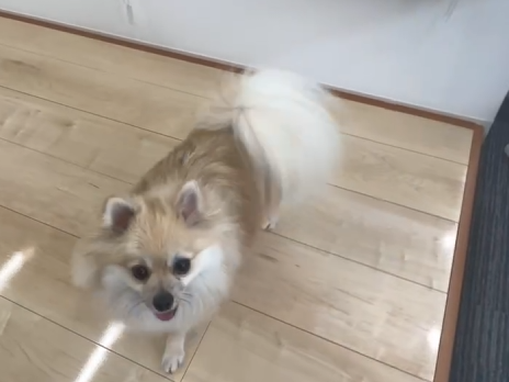 わんスマイルコート施工後の滑りにくいフローリングと安心して歩くこむぎちゃん