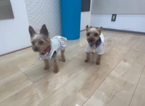 ショールームでご家族と一緒に来店された保護犬ちこたくんとえめいちゃん