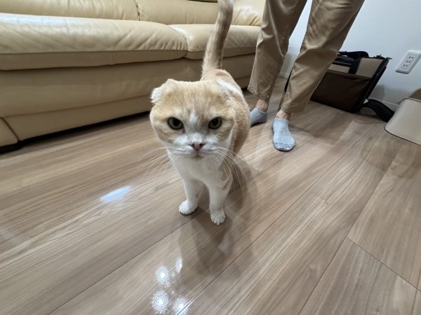 滑る床が心配、上り下りの際に足腰に負担がかかっているのではないか