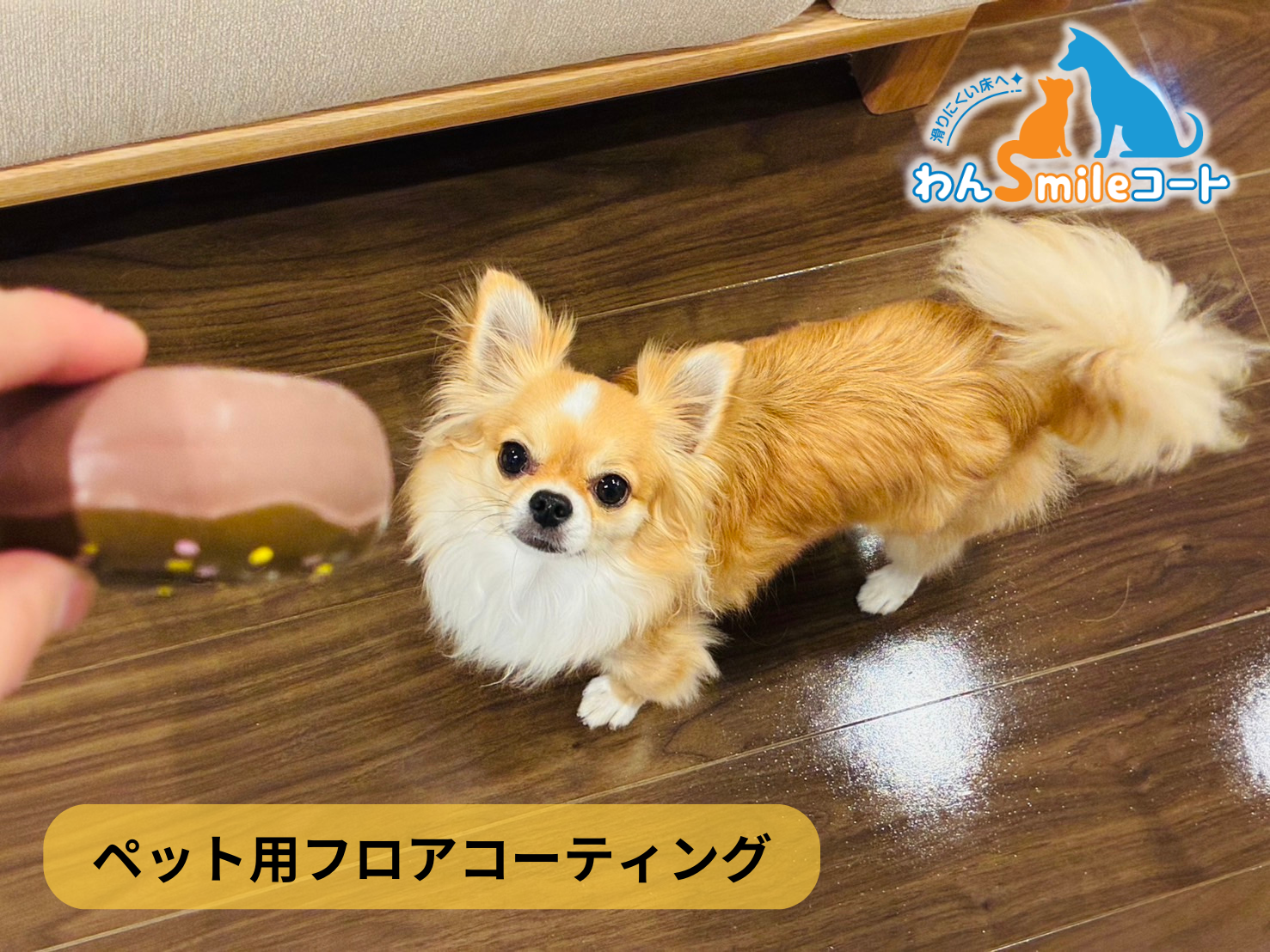 【千葉県千葉市美浜区】フロアコーティング施工事例｜入居中戸建（築10年） 10月11日 ペット用フロアコーティング　わんスマイルコート