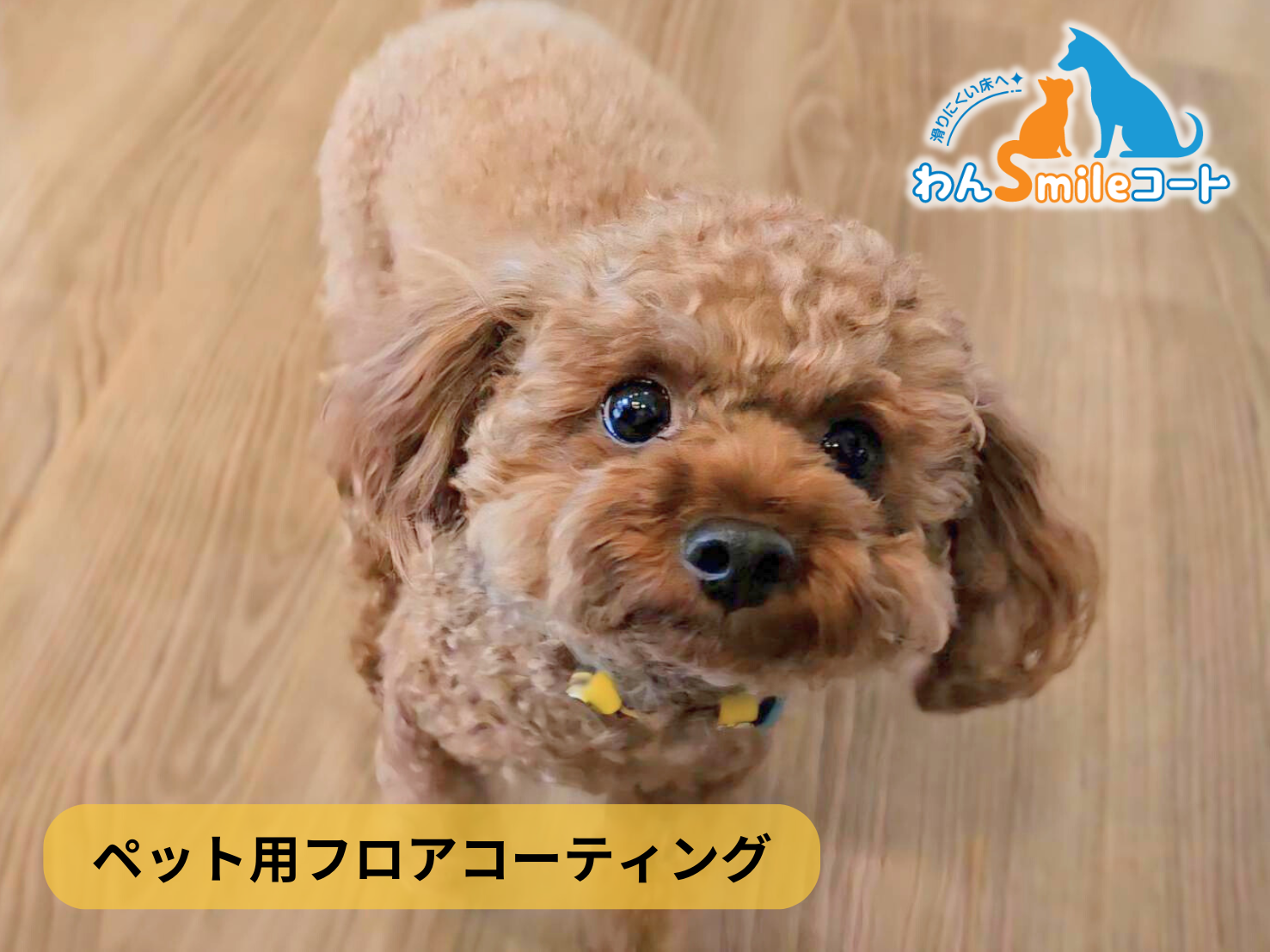 【群馬県渋川市祖母島】フロアコーティング施工事例|リフォーム戸建 10月24日 ペット用フロアコーティング わんスマイルコート