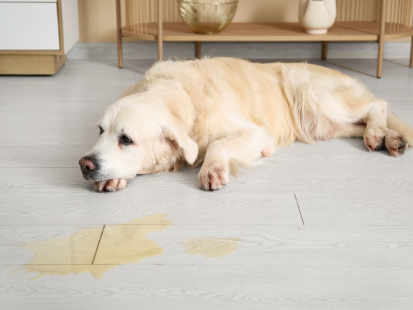 「床で滑って足を痛めてしまった」「フローリングが傷だらけ」「粗相で床がシミに…」といったお悩みはつきもの