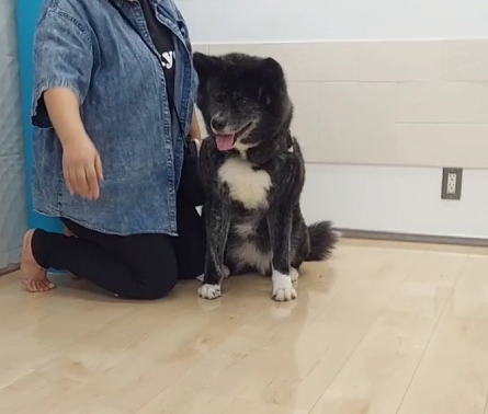 秋田犬のはなちゃんがショールームでわんスマイルコートの滑りにくさを体験している様子