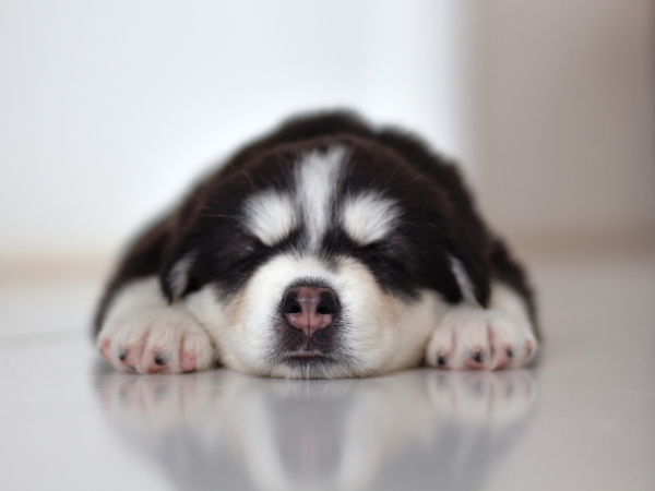 滑りやすくてペットが関節を痛めるケース