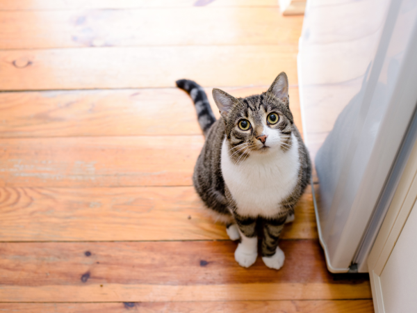 猫がフローリングで滑る悩み