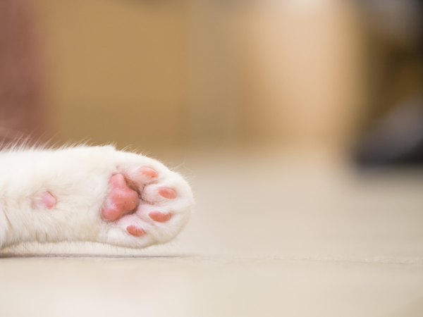 フローリングのツヤ皮膜やワックスは、猫の肉球がグリップしづらい構造