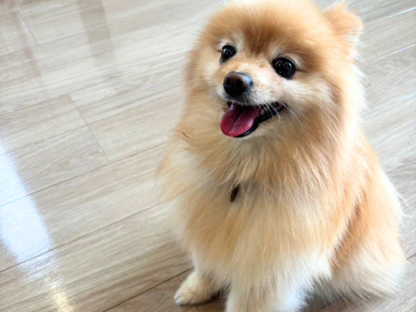 滑りにくい床づくりで、愛犬の関節を守ろう