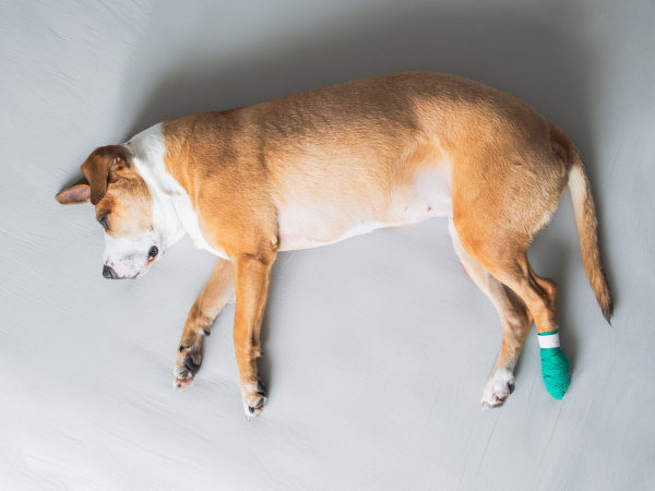 犬のためにワックスを塗ったのに滑る…？その原因