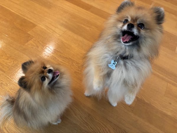 愛犬が安心して走る室内空間