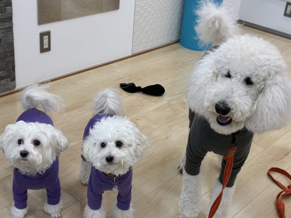 小型犬から大型犬まで、みんなが安心して歩ける床わんスマイルコート