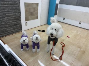 小型犬から大型犬まで、みんなが安心して歩ける床わんスマイルコート