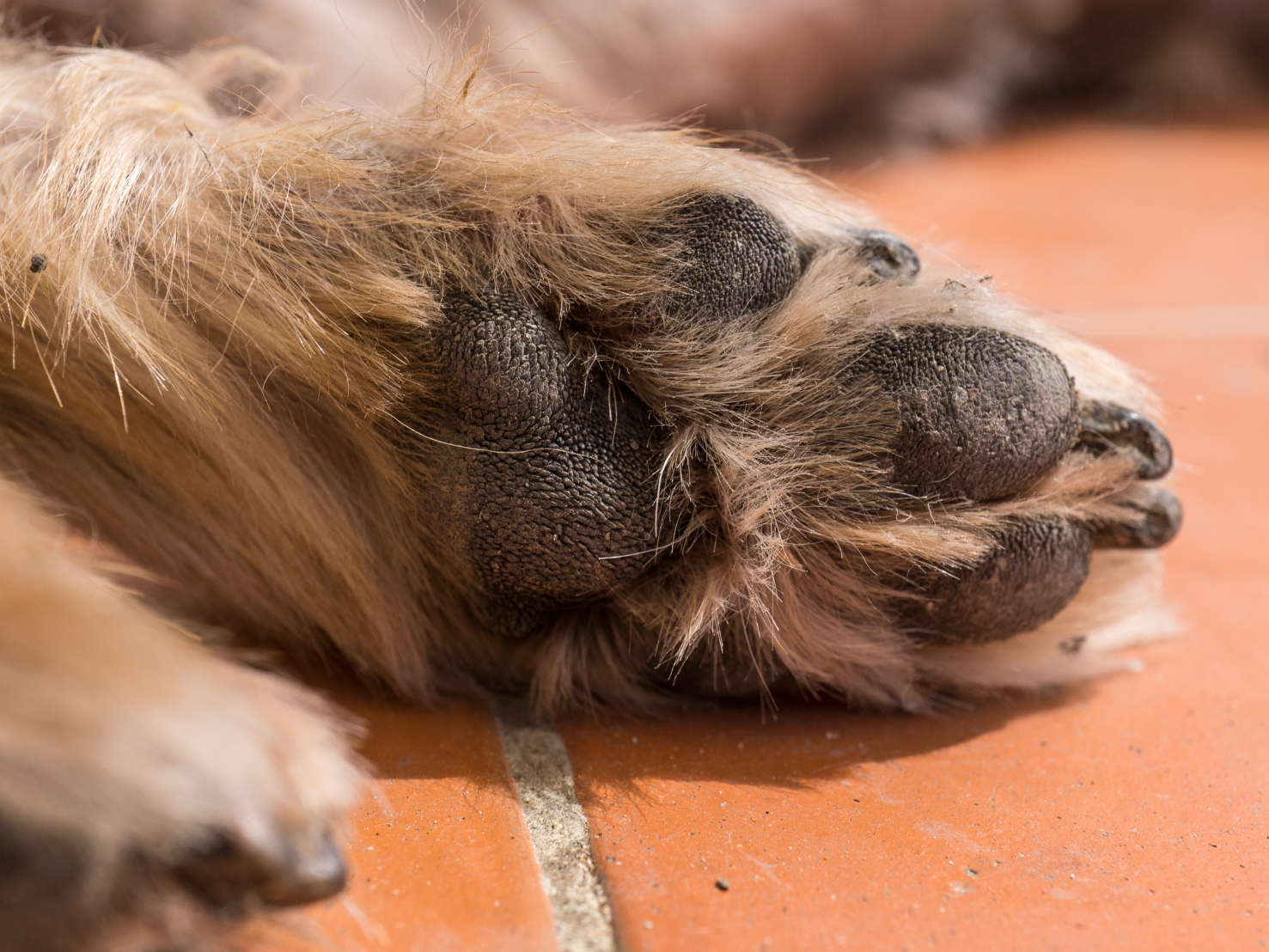 乾燥した犬の肉球と足の毛のケアイメージ