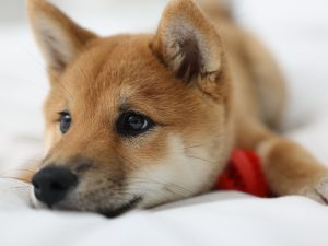 犬がフローリングで滑る様子、シニア犬や小型犬の安全性を考慮