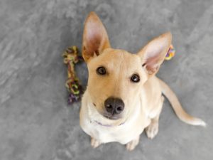 愛犬が滑りにくいフロアで歩く様子