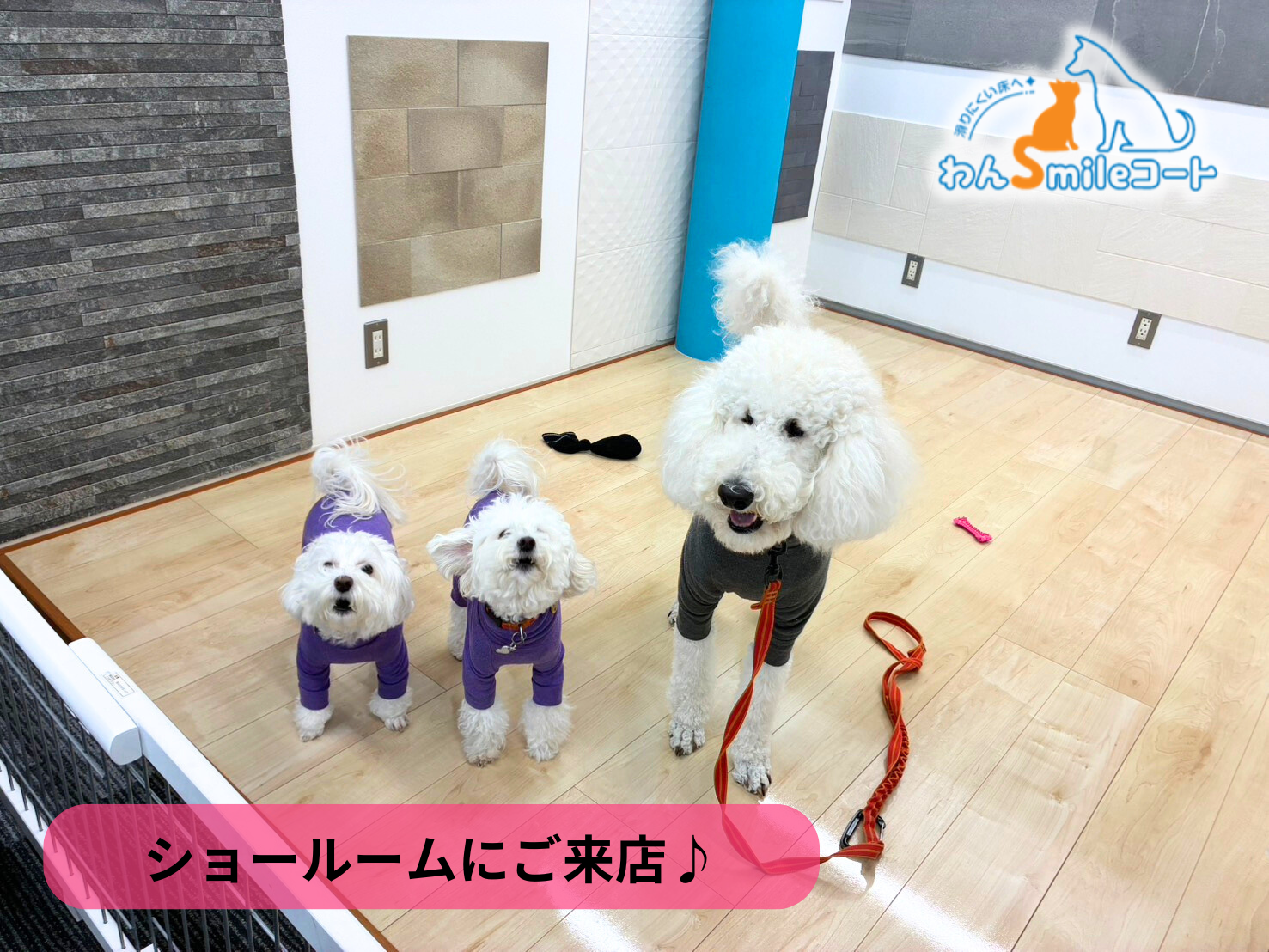 可愛い3匹のわんちゃんが遊びに来てくれました！「わんスマイルコート」ショールーム体験　11月2日
